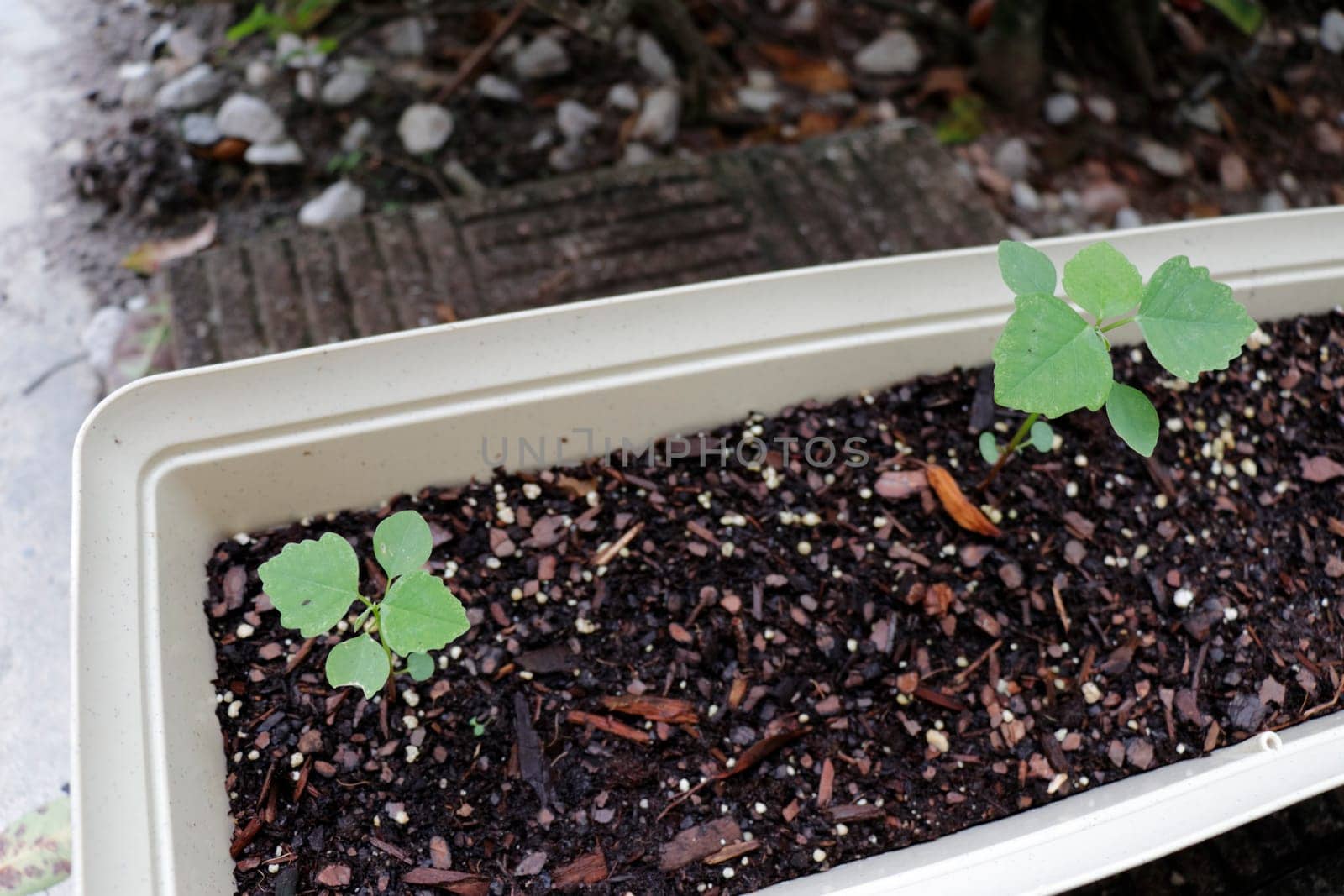Nigella sativa also known as black cumin seeds growing as seedlings in an outdoor rectangle planter. True leaves of seedlings of nigella sativa aka black cumin seeds growing in potting soil outdoors
