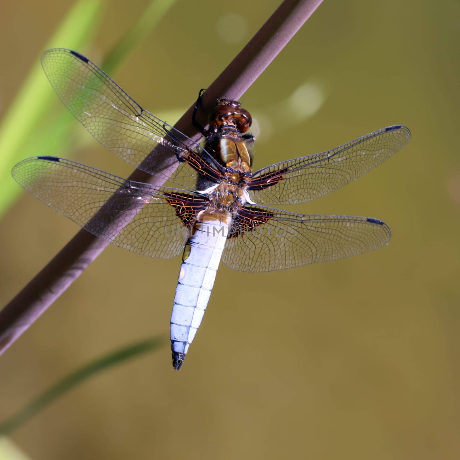 Plattbauch (Libellula depressa), Männchen