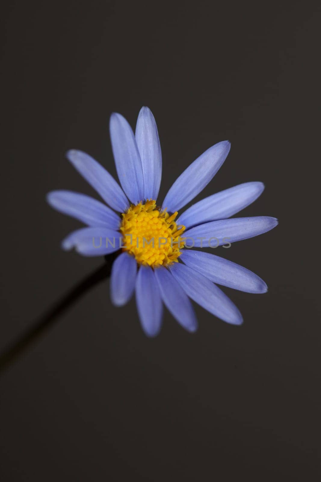 Blue star flower blossom macro felicia amelloides family compositae modern botanical background big size high quality print home decor