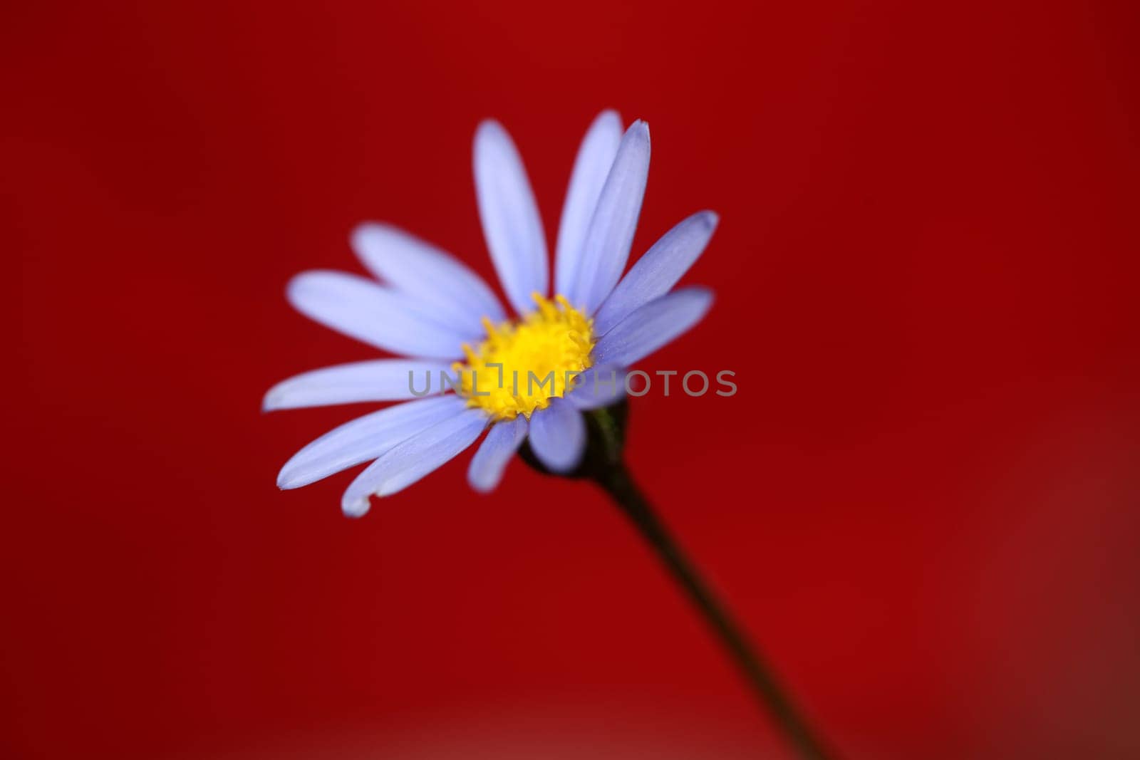Blue star flower blossom macro felicia amelloides family compositae modern botanical background big size high quality print home decor