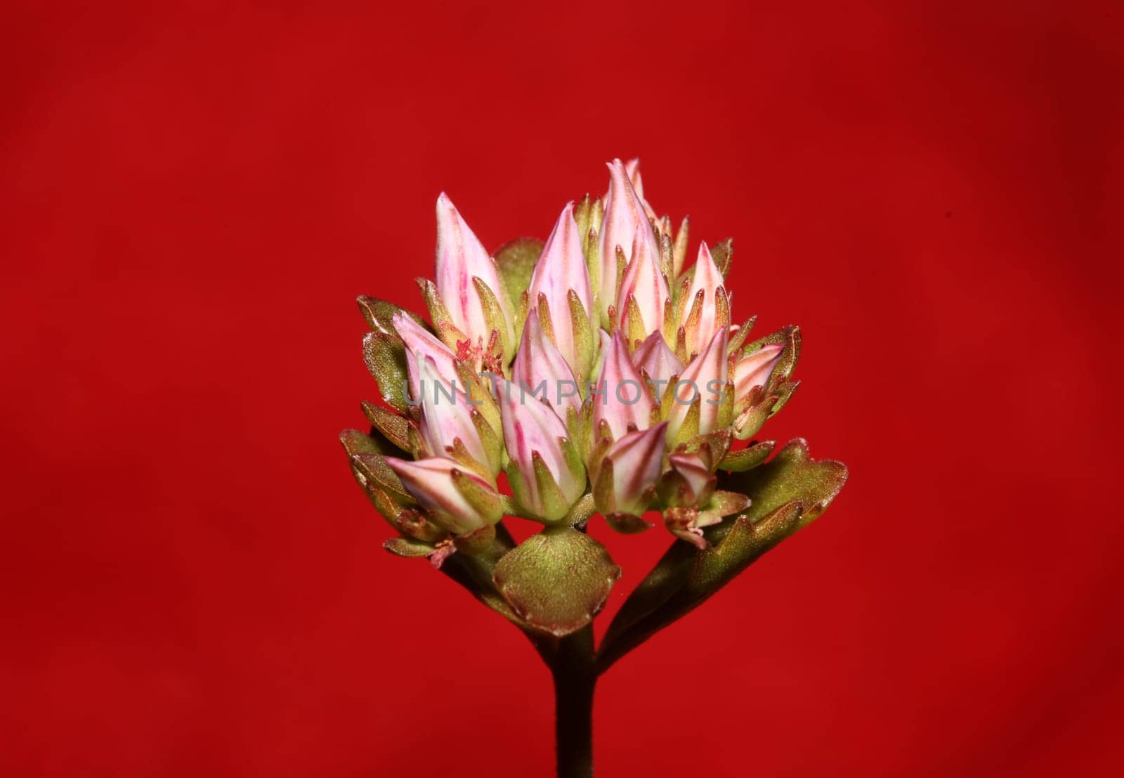 Wild rock flower blossom close up sedum spurium family crassulaceae modern botanical big size prints high quality floral macro