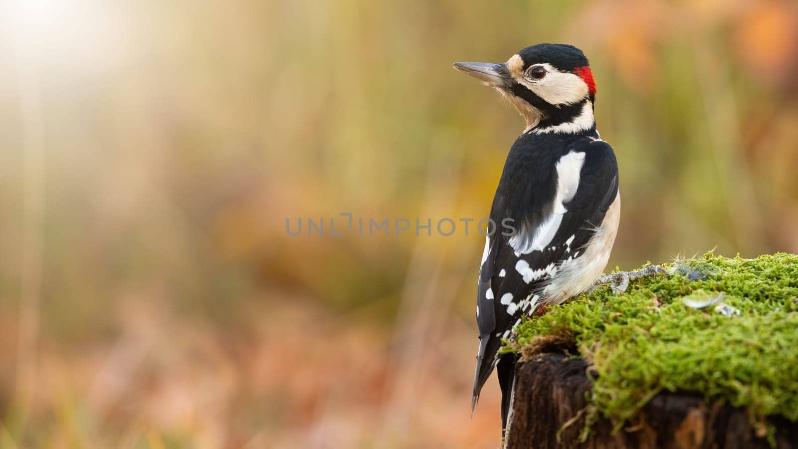 great spotted woodpecker, dendrocopos major, sitting on a stump covered with green moss in autumn nature. Wild bird with dark and white feathers looking back over shoulder with space for copy.