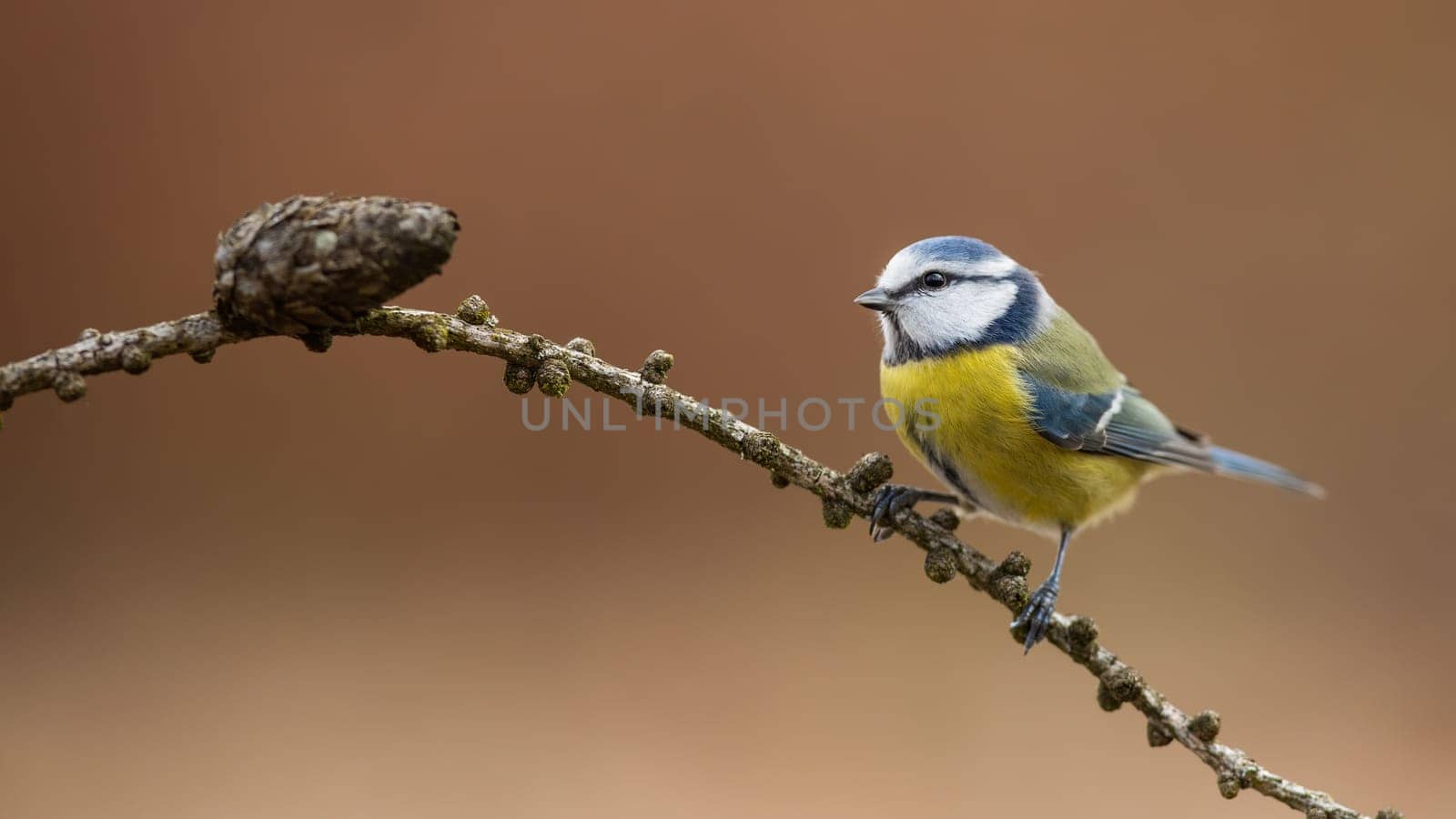 Cute eurasian blue tit, cyanistes caeruleus, sitting on a branch of a larch without spikes in autumn nature. Adorable little bird with yellow and blue feathers resting on perch from side view.