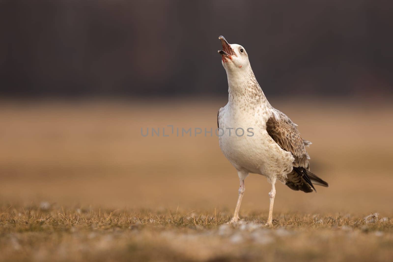 Young caspian gull, larus cachinnans, screeching with open beak while sitting on a meadow in spring. Seabird with open beak calling. Animal wildlife in natural environment.