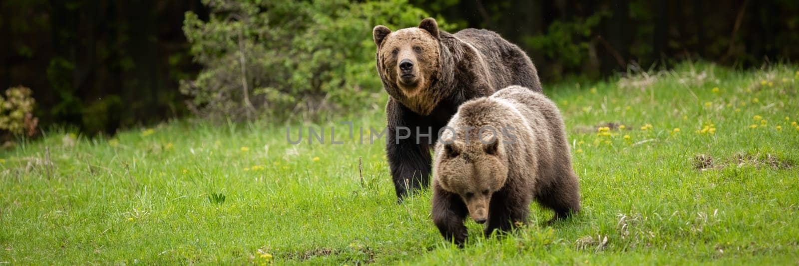 Couple of brown bear, ursus arctos, courting during summer mating season. Two large carnivore mammals following each other on a green forest glade with copy space.