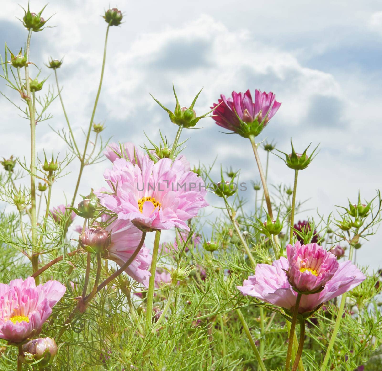 Delicate pink and red flowers of Cosmos genus growing in green field in summer