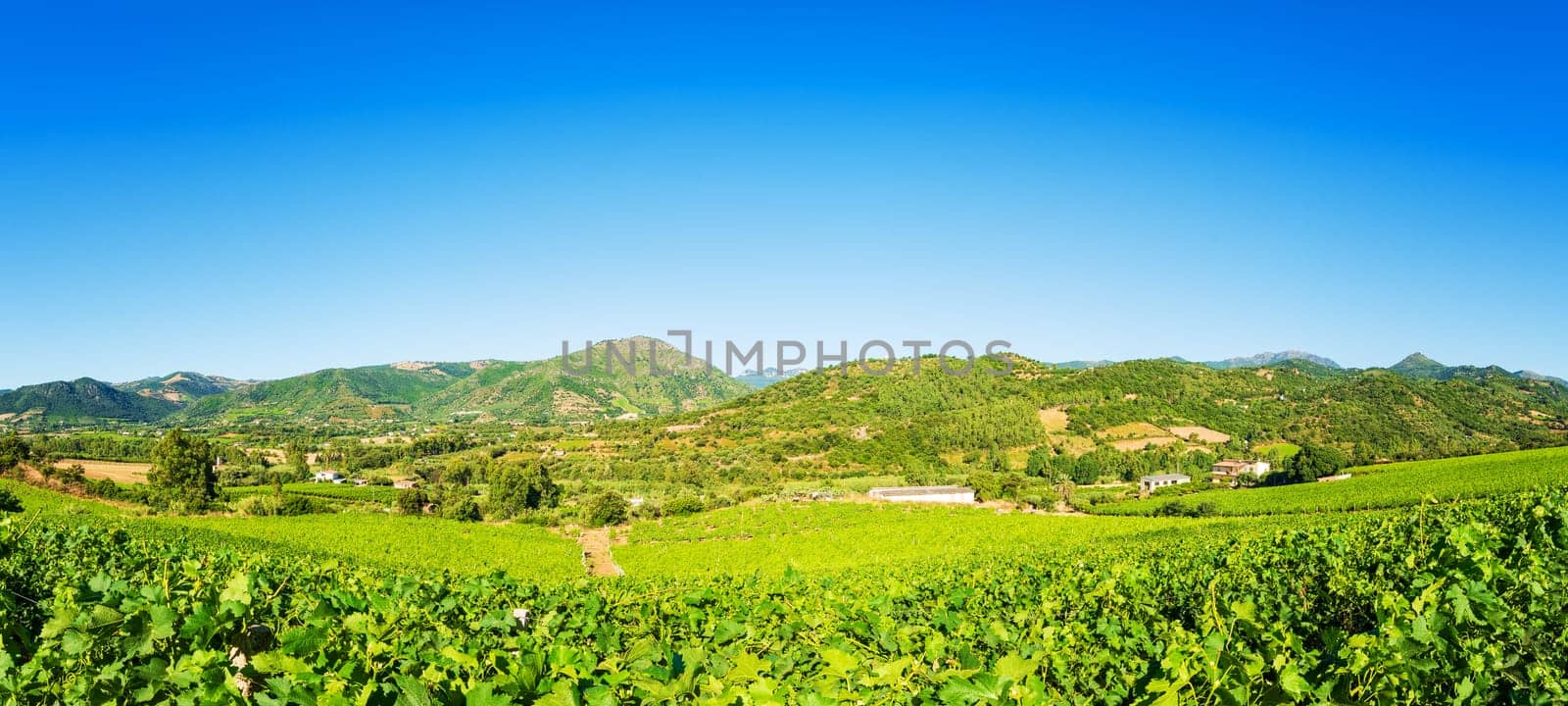 Spring overview of the rows of a of a vineyard in Sardinia, Italy. Traditional agriculture.