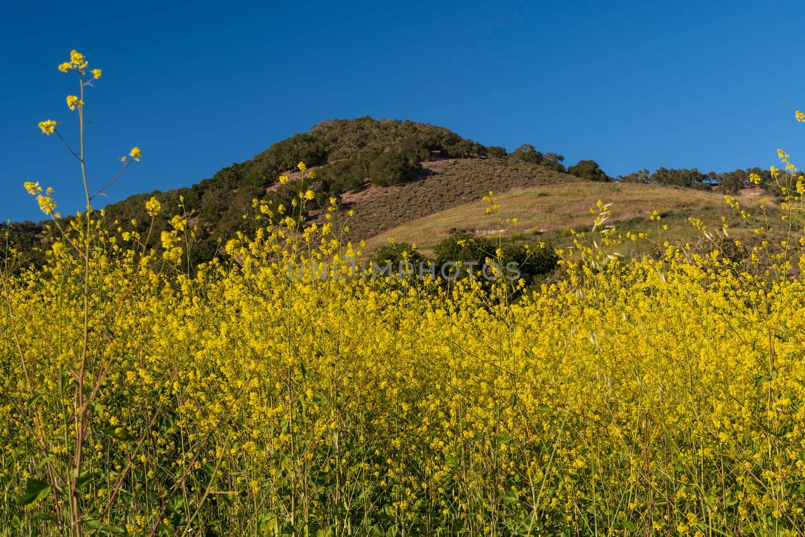 Yellow Spring Flowers Bursting From the Hillside in the Pismo Preserve in California