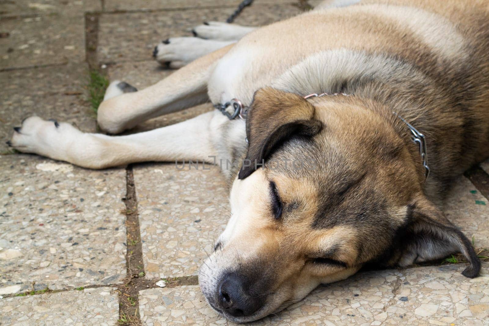 Stray abandoned dog sleeping on the street, close up portrait