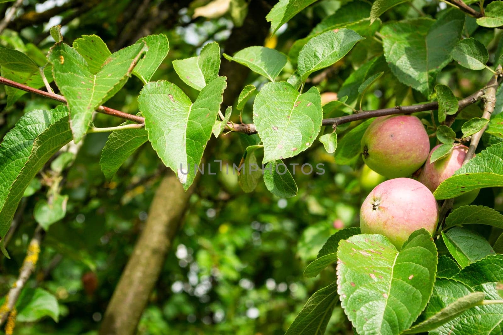 old apple tree with unripe apples close up, in a garden
