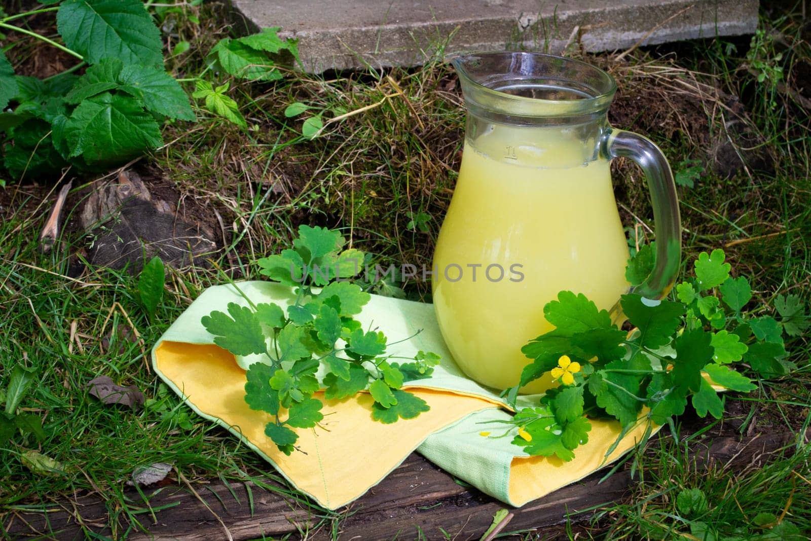 Greater celandine chelidonium majus herbal on milk extract tincture, medical concept