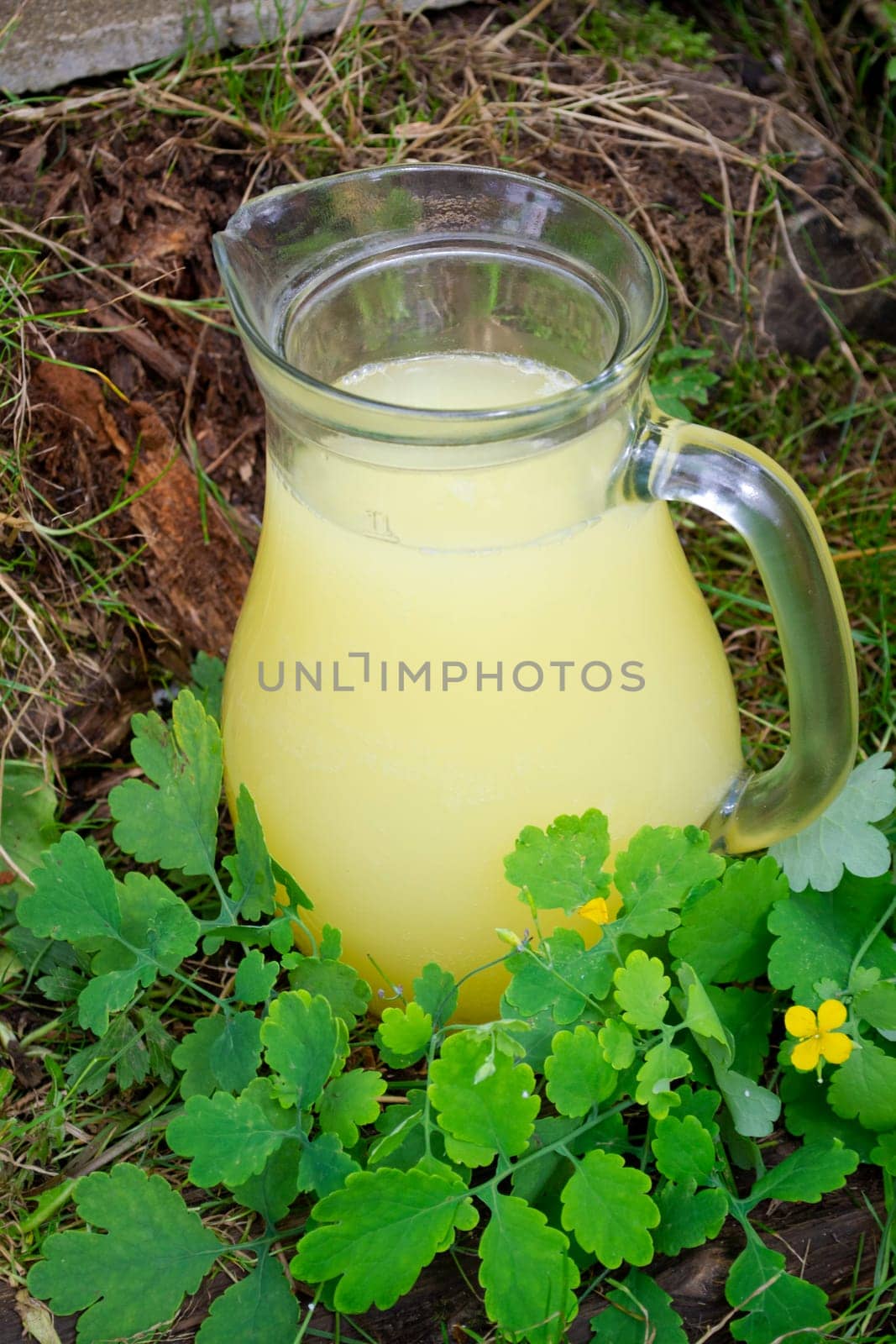 Bottle of celandine tincture in milk and plant on wooden background outdoors, medical concept, vertical image