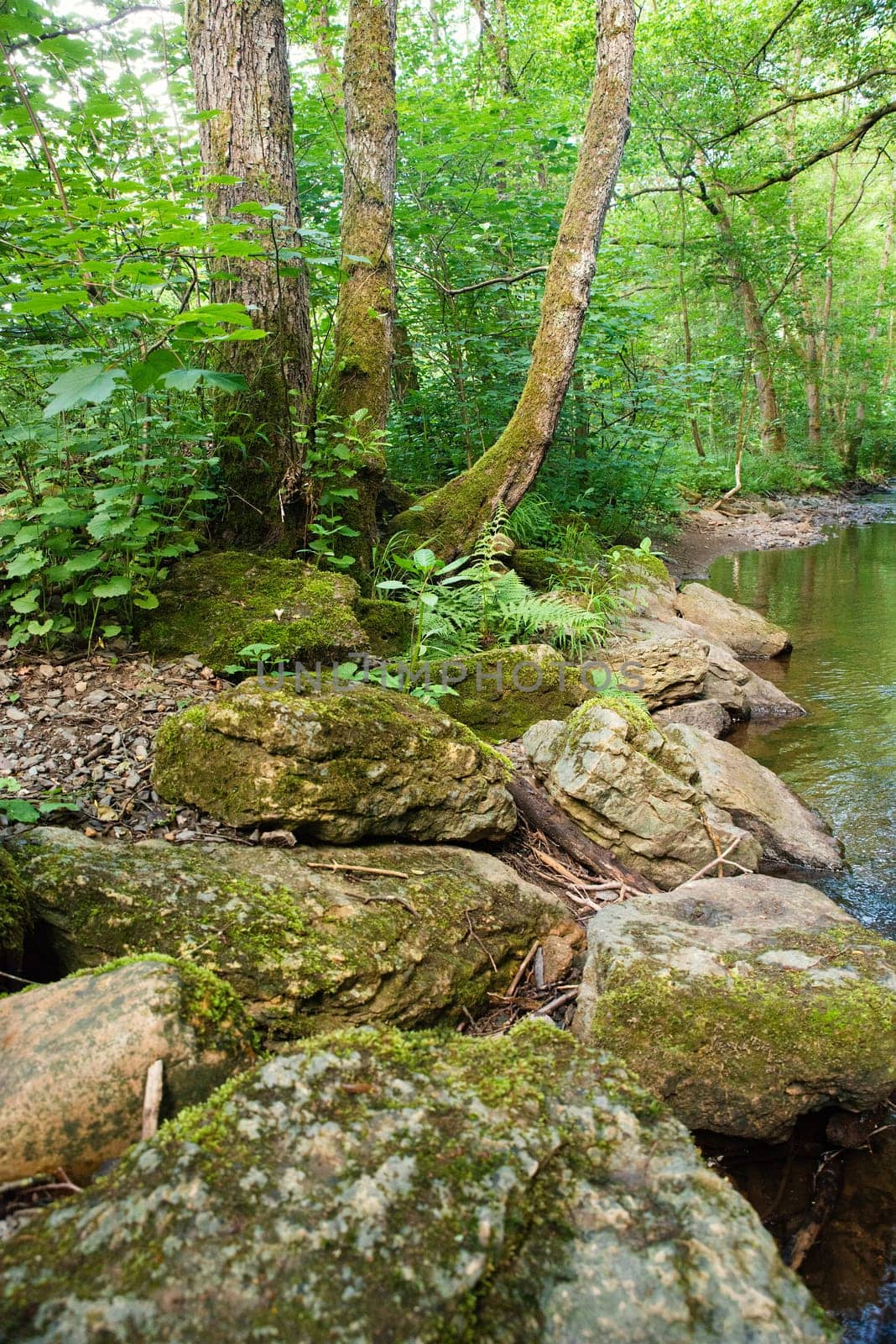 Stream in the forest in summer, landscape in Germany near Trier, river Ruwer in the Moselle Valley