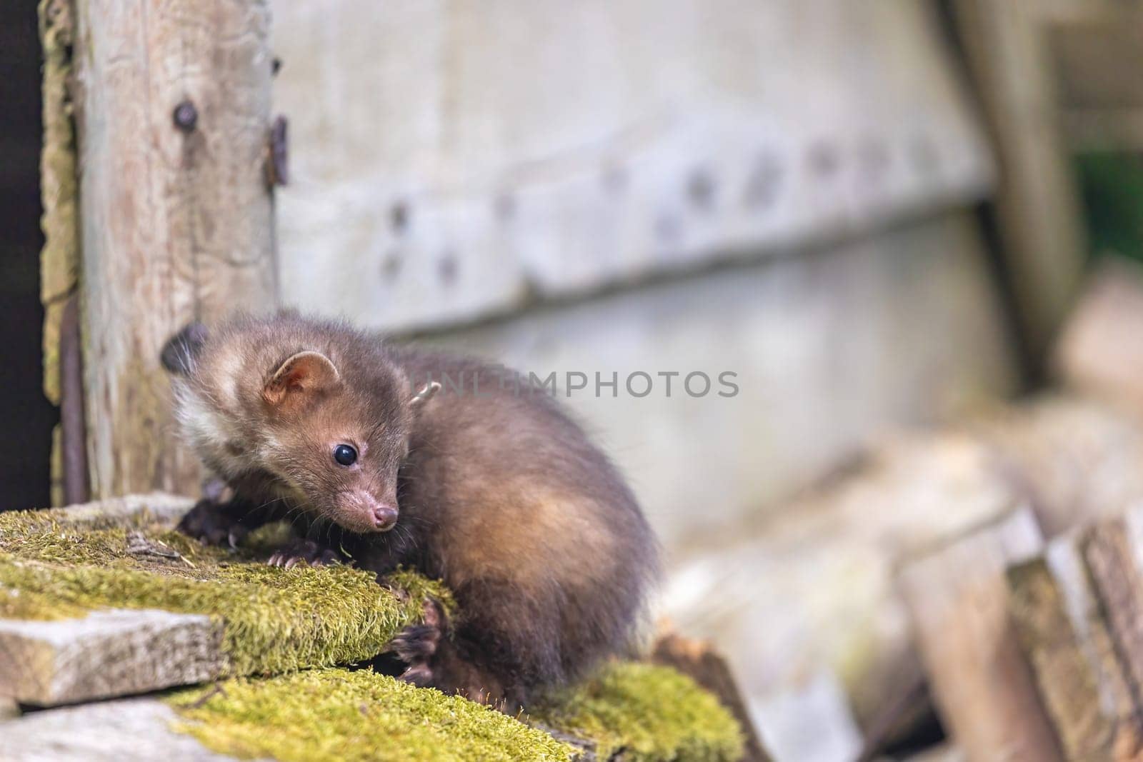 Cute young marten is lposing on a wooden house. Horizontally.