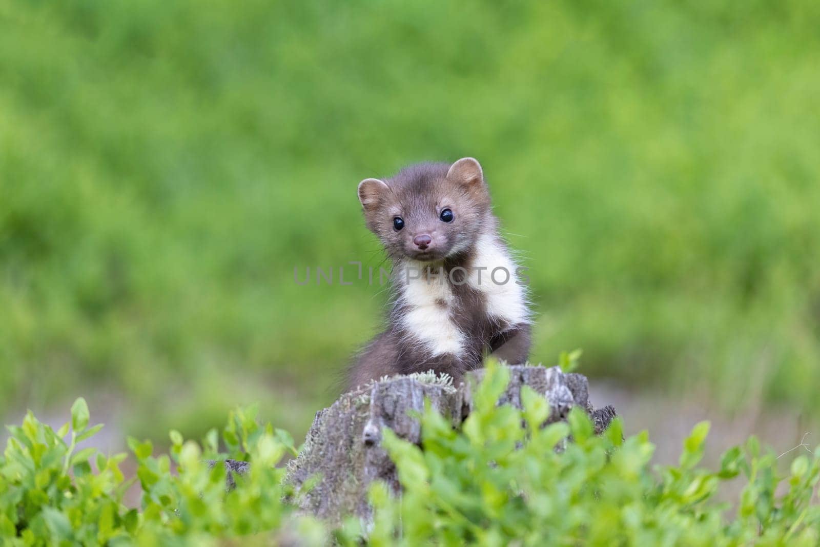 Adorable young marten is posing in the moss looking at the camera. Horizontally.