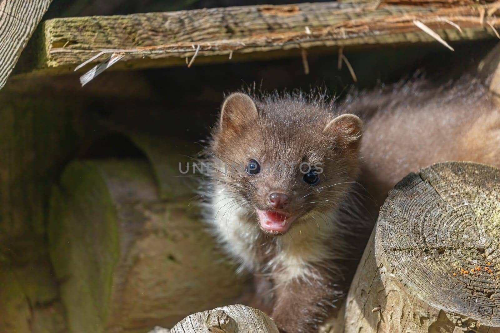 Head of smiling cute young marten looking at the camera. Horizontally.