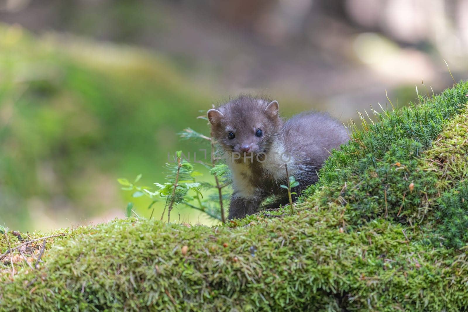 Adorable young marten is posing in the moss looking at the camera. Horizontally.