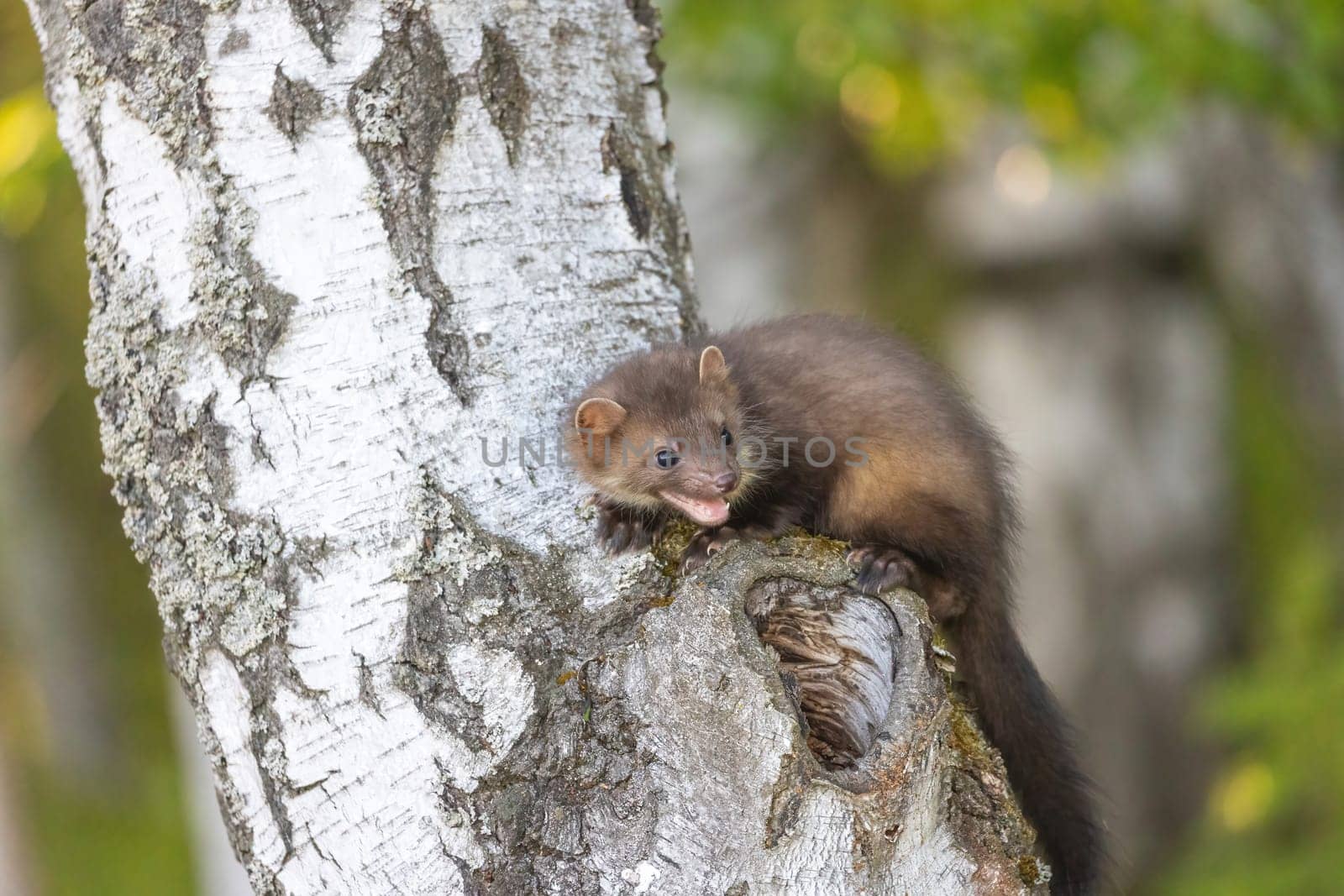 Adorable young marten is posing on a birch trunk with open mouth. Horizontally.