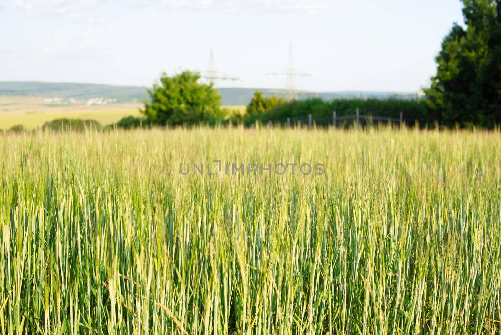 Field with cultivated wheat in Germany, harvest in the summer, agriculture for food, farmland on the countryside