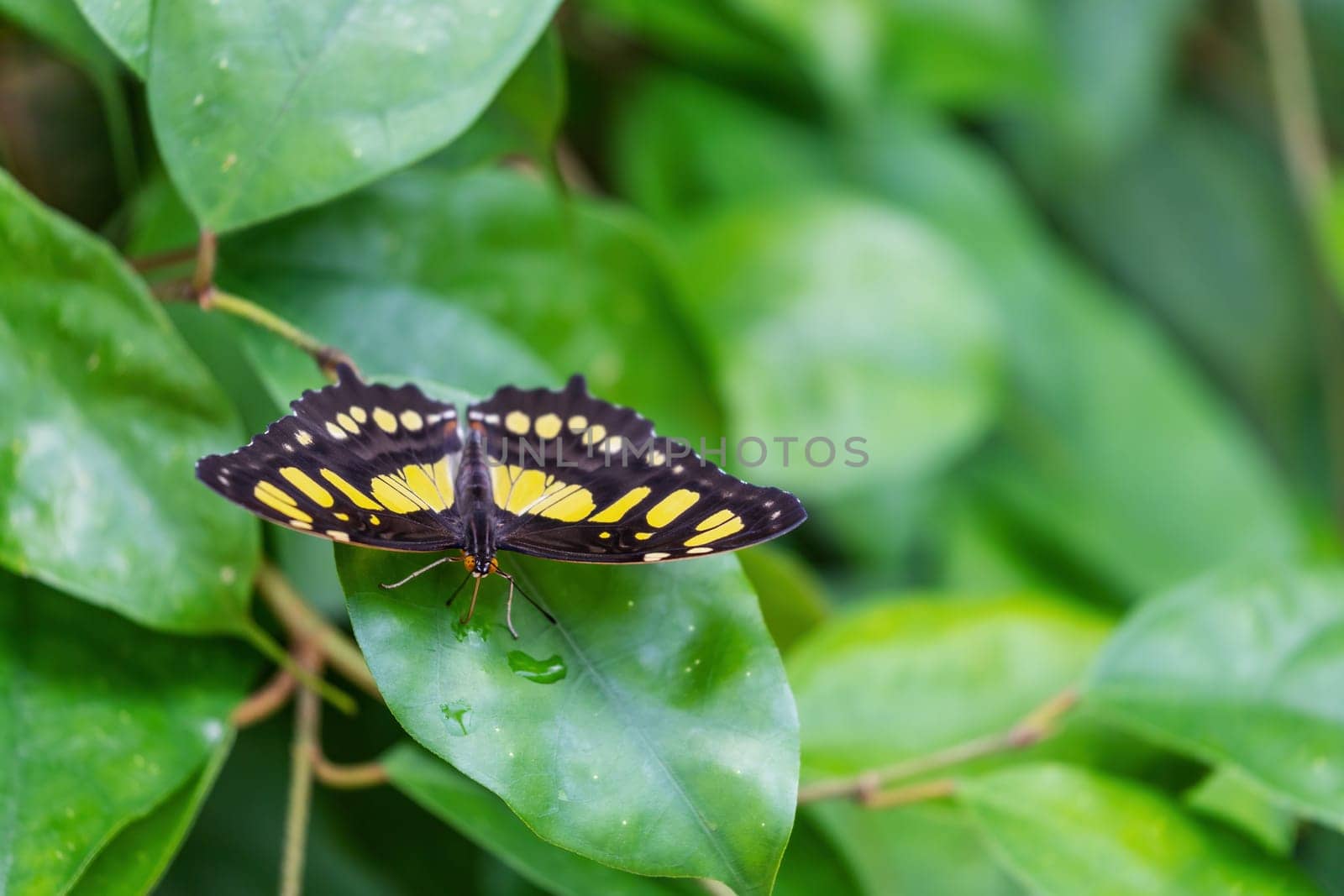 Malachite Butterfly (Metamorpha stelenes) posing with open wings on green plant.