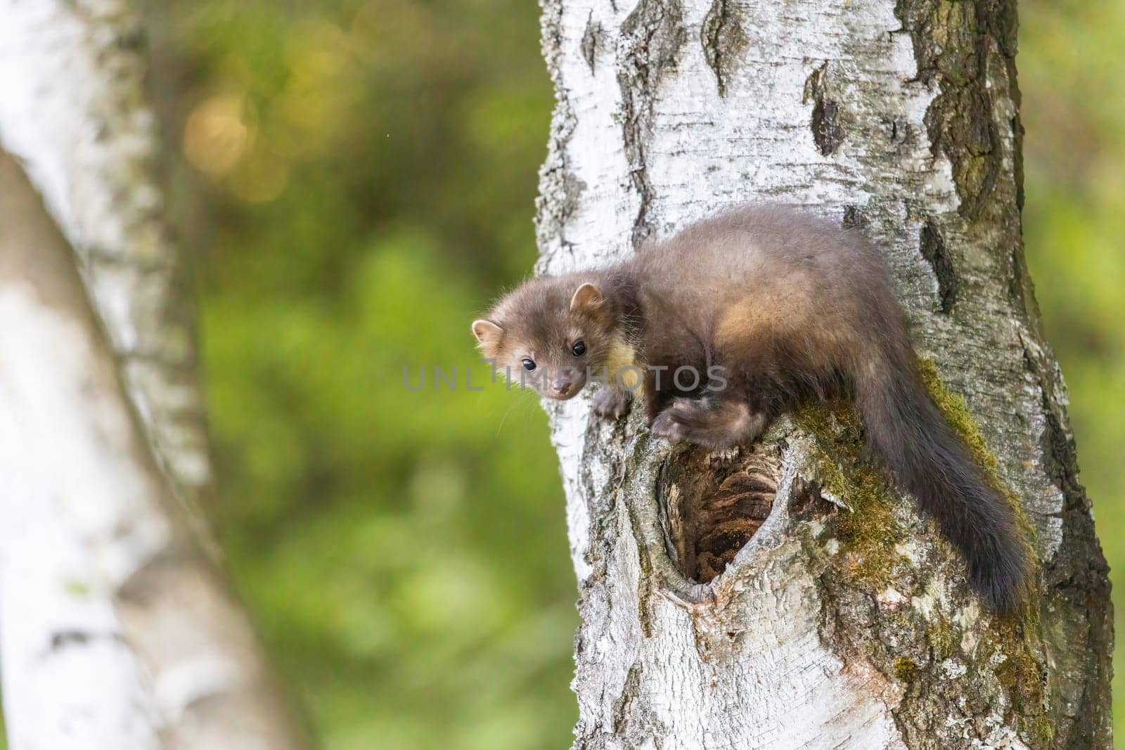 Cute young marten is posing on a birch trunk looking at the camera.