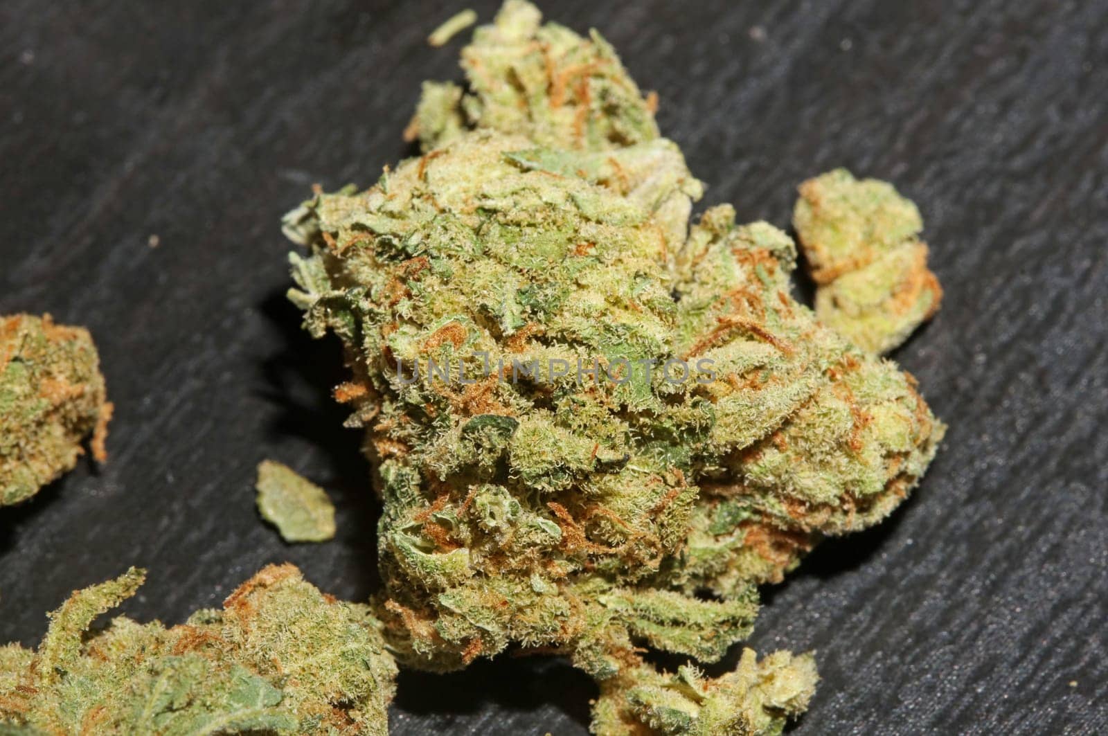 Marihuana buds close up in black background pure medical cbd super lemon haze cannabis sativa family cannabaceae big size high quality print