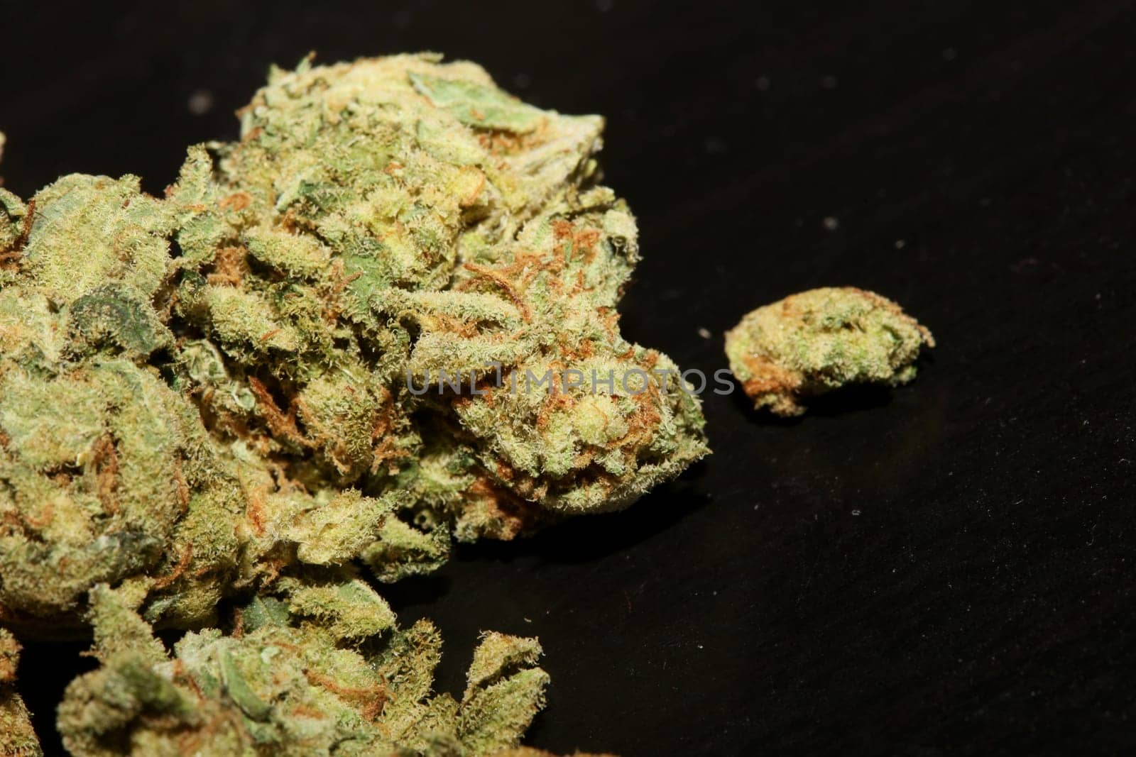 Marihuana buds close up in black background pure medical cbd super lemon haze cannabis sativa family cannabaceae big size high quality print