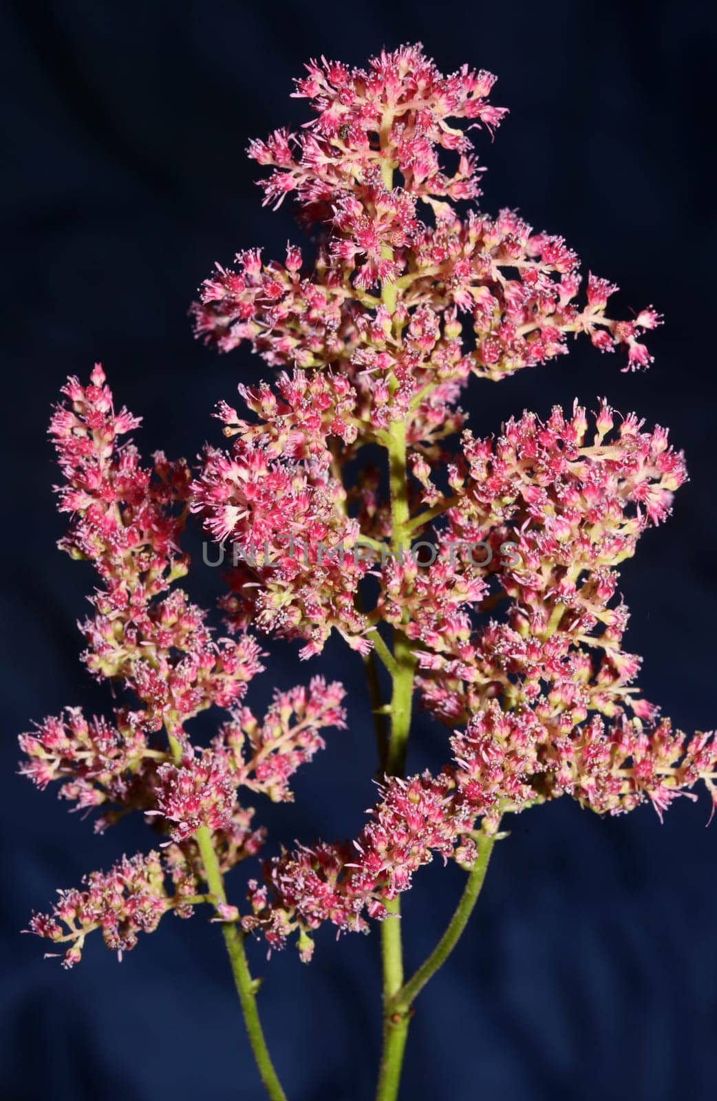 Purple flower blossom close up botanical background high quality big size prints astilbe japonica family saxifragaceae wall poster