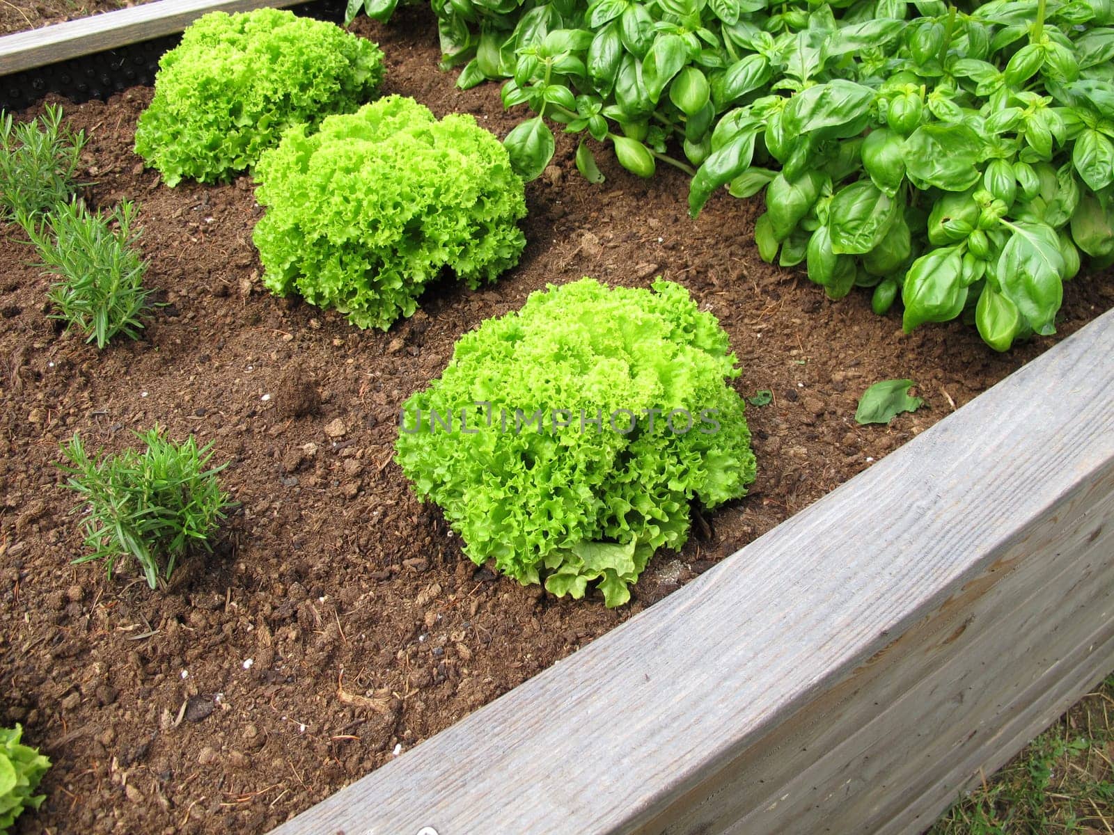 Leaf lettuce, basil and rosemary in a wooden raised garden bed