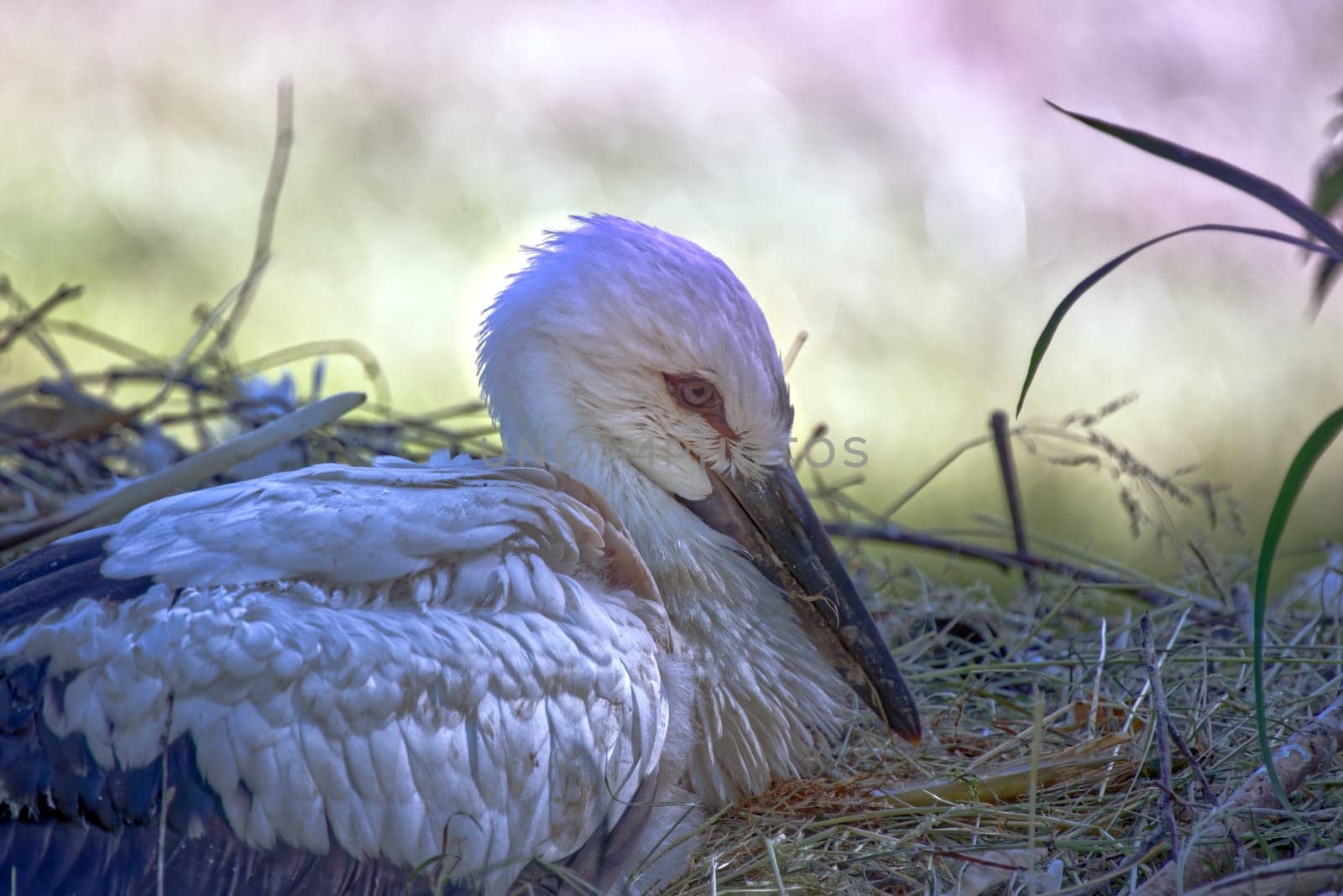 little baby stork sitting in the nest