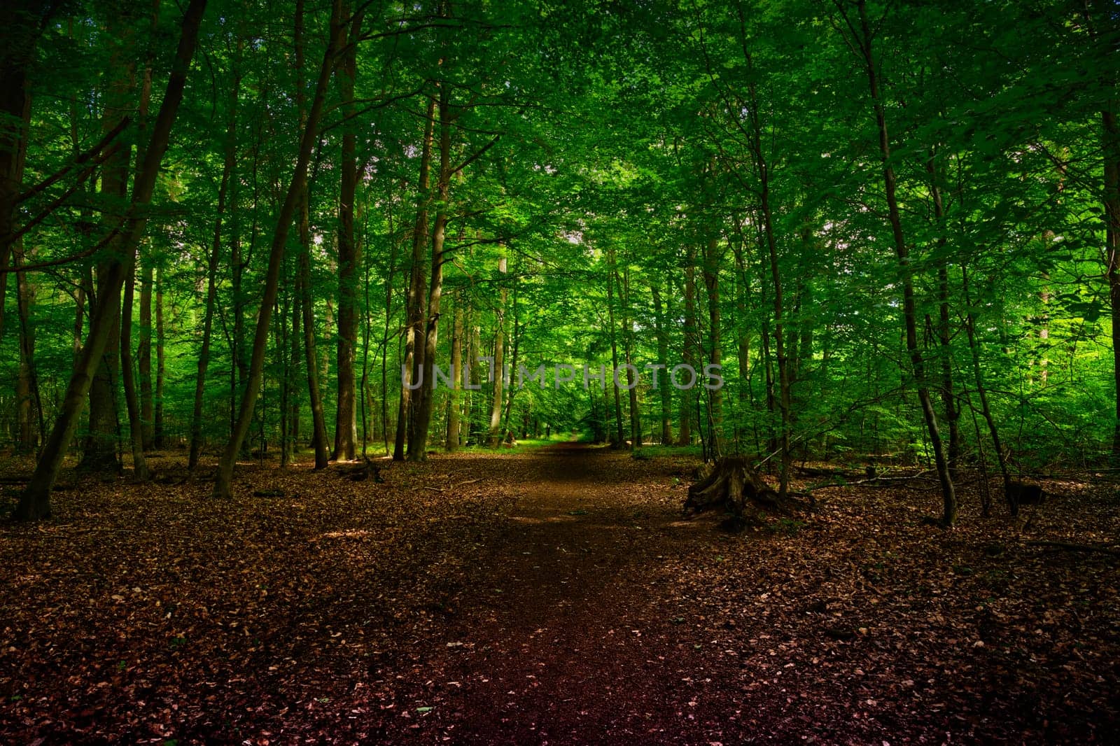 Path in the forest in Hesse, enlightened by sunlight summer, spring