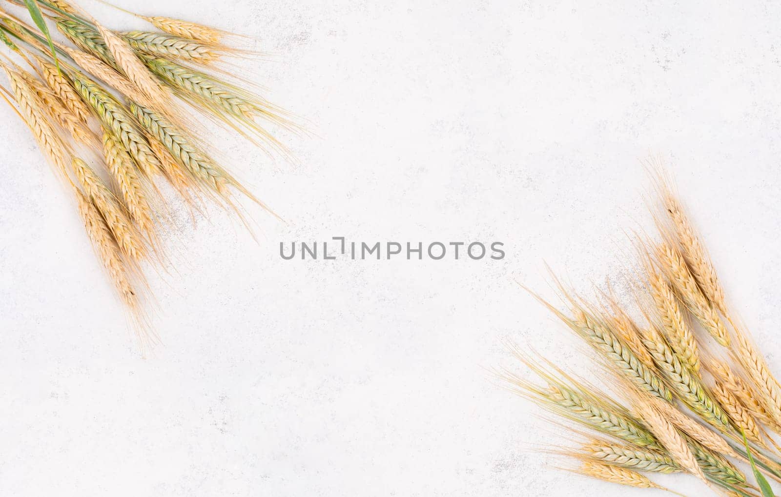 Wheat crop on a textured background, copy space for text, food harvest in the summer, golden straw