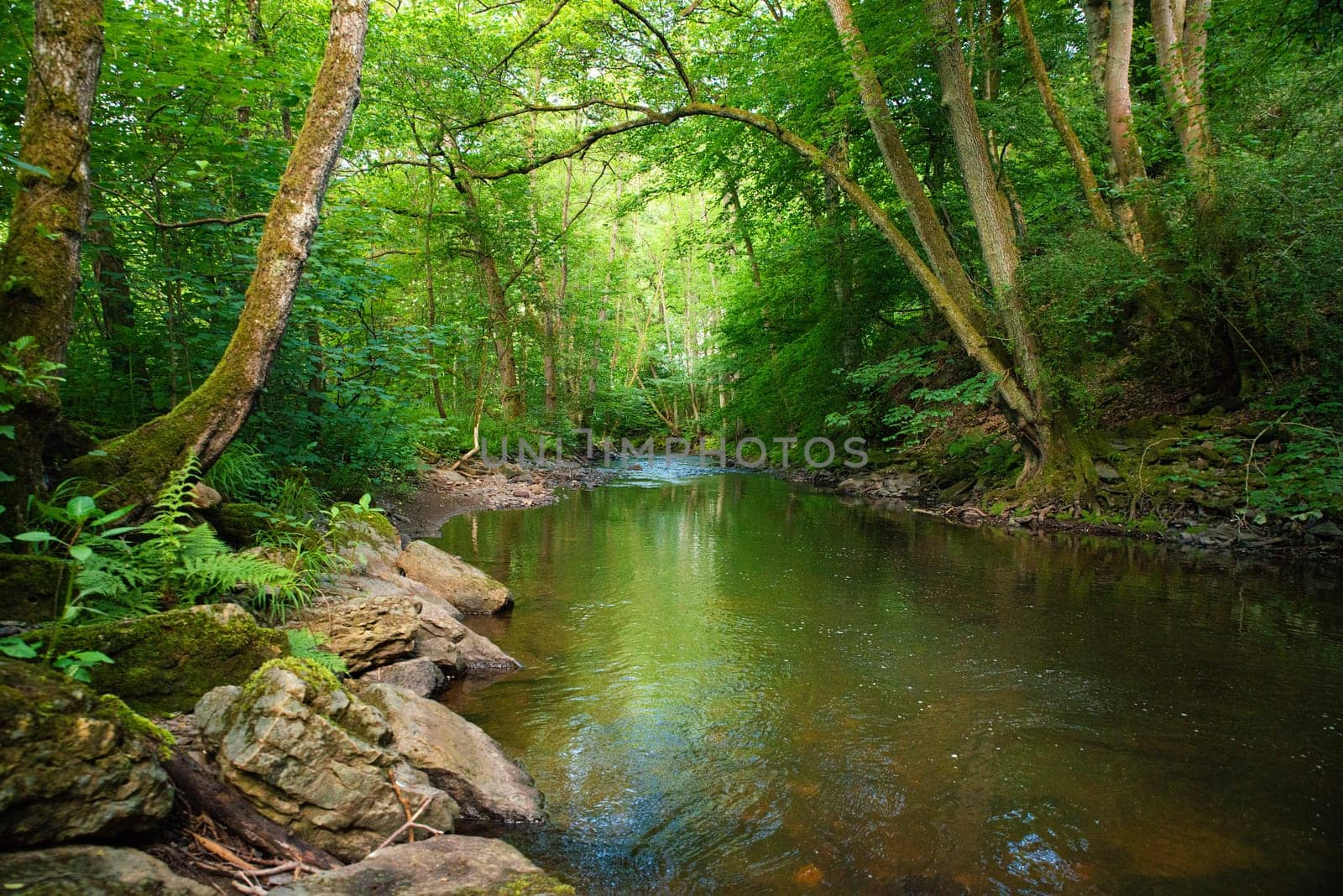Stream in the forest in summer, landscape in Germany near Trier, river Ruwer in the Moselle Valley