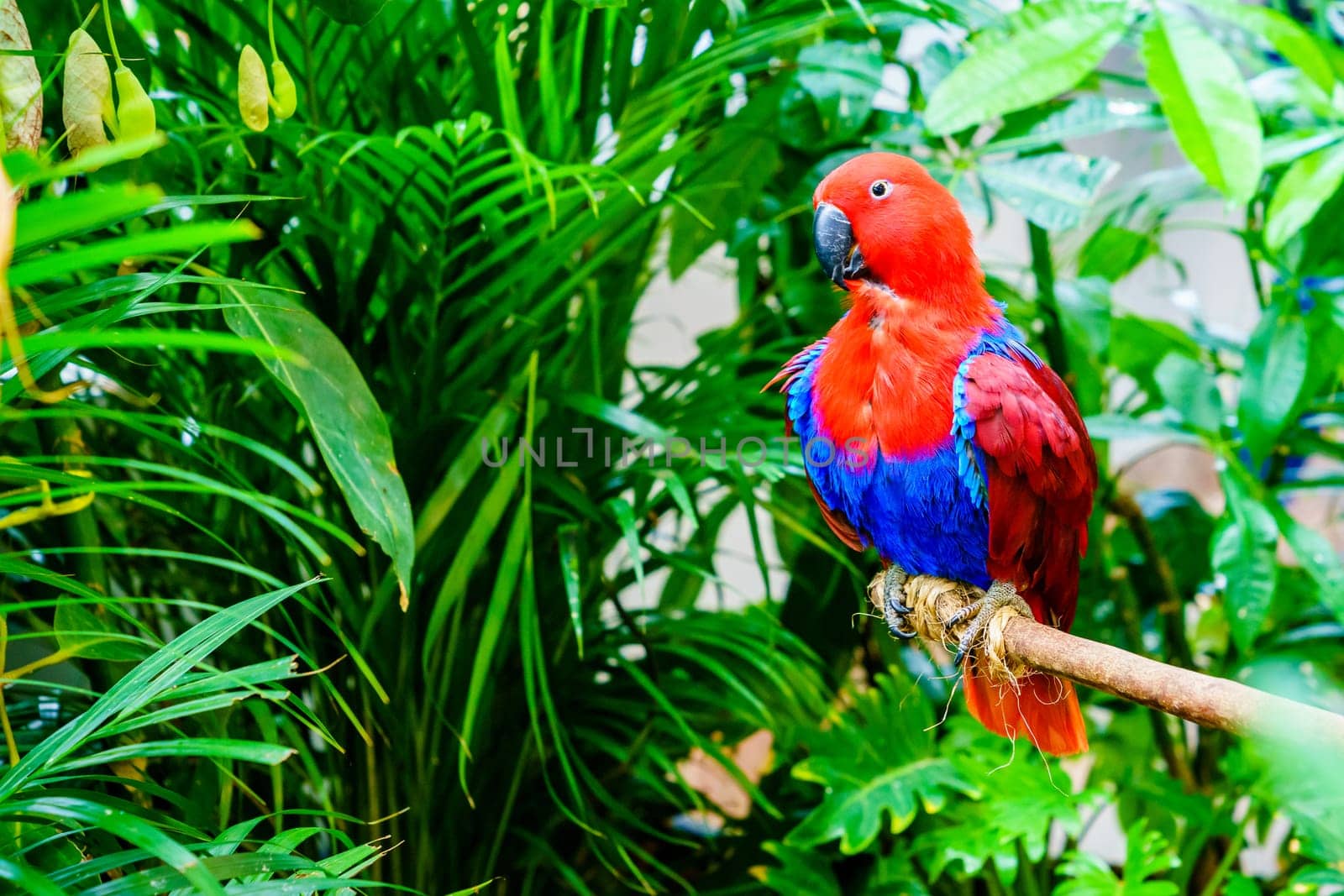 Portrait of Papuan Eclectus parrot in a natural habitat