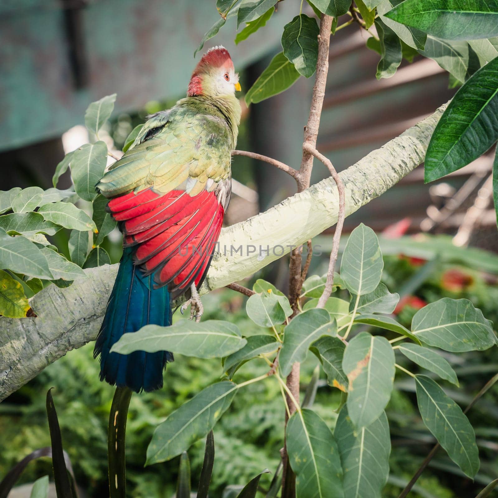 Portrait of Red-crested turaco in a bird sanctuary