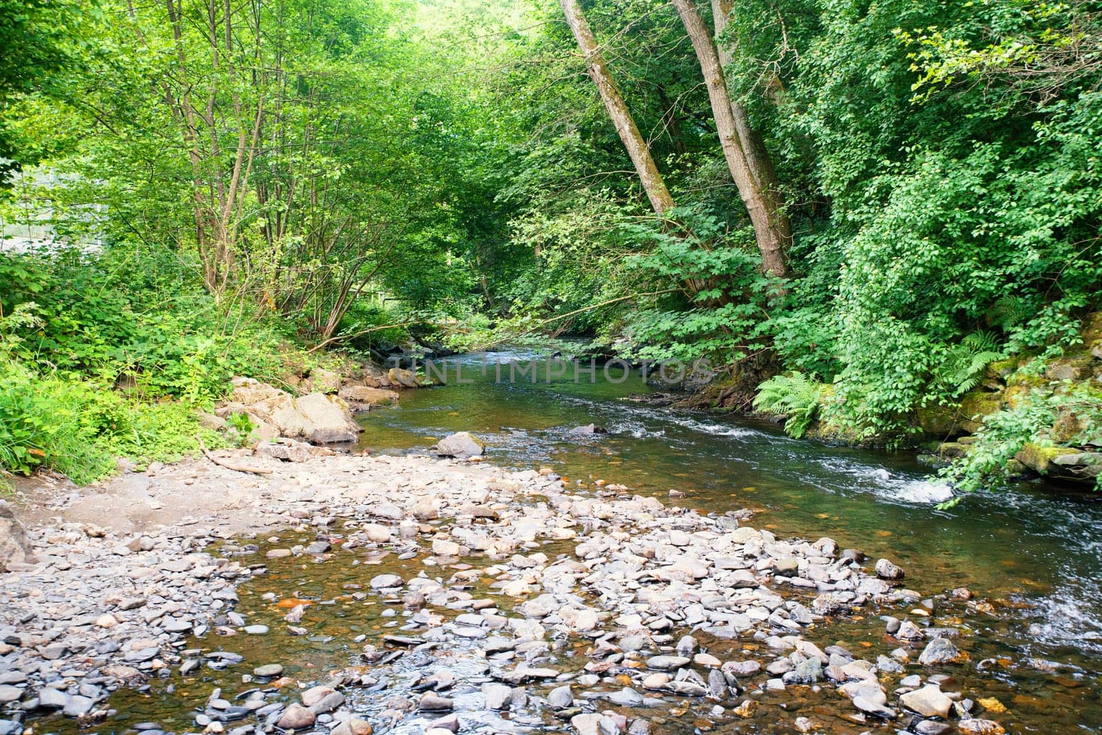 Stream in the forest in summer, landscape in Germany near Trier, river Ruwer in the Moselle Valley