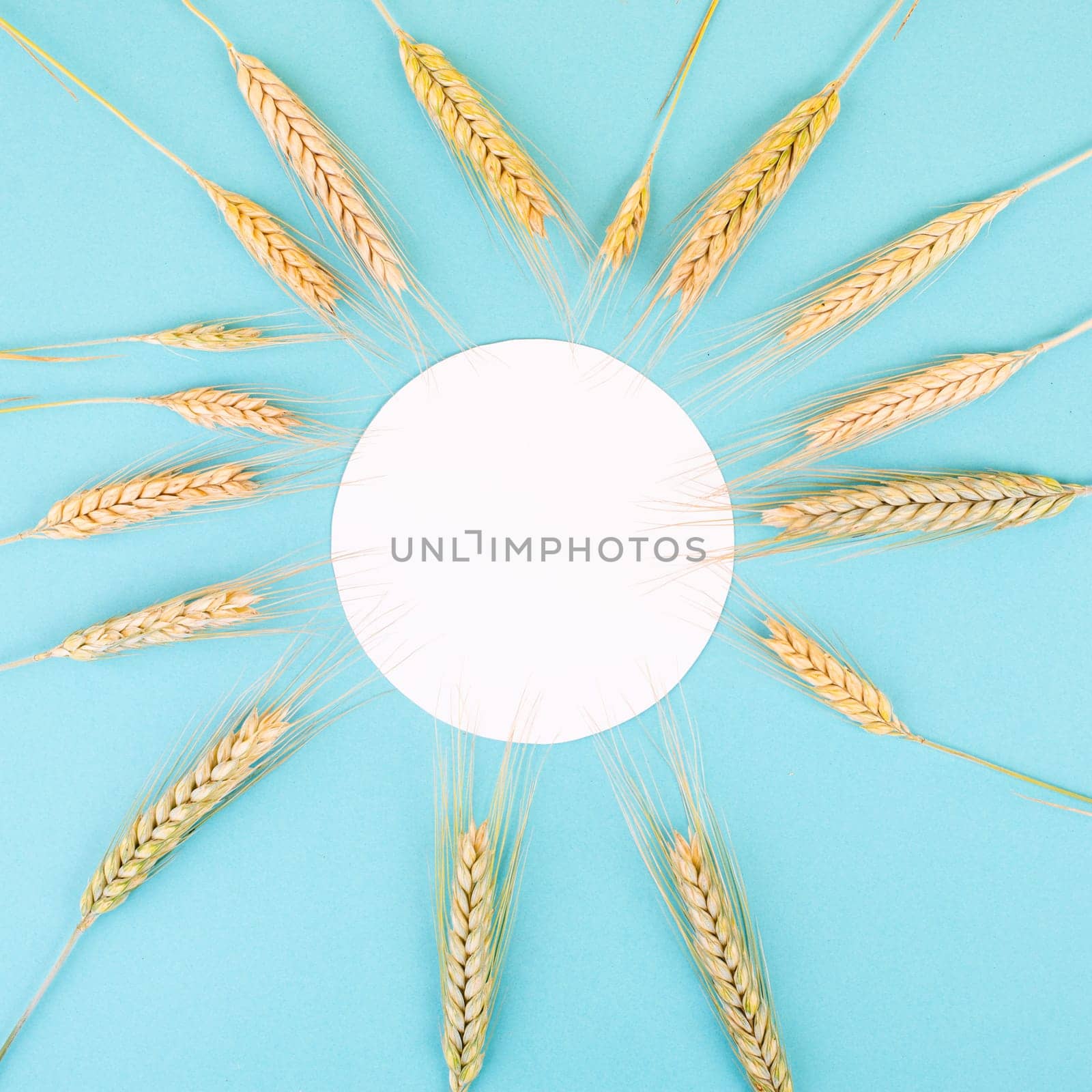 Wheat crop on a blue background, copy space for text, food harvest in the summer, golden straw
