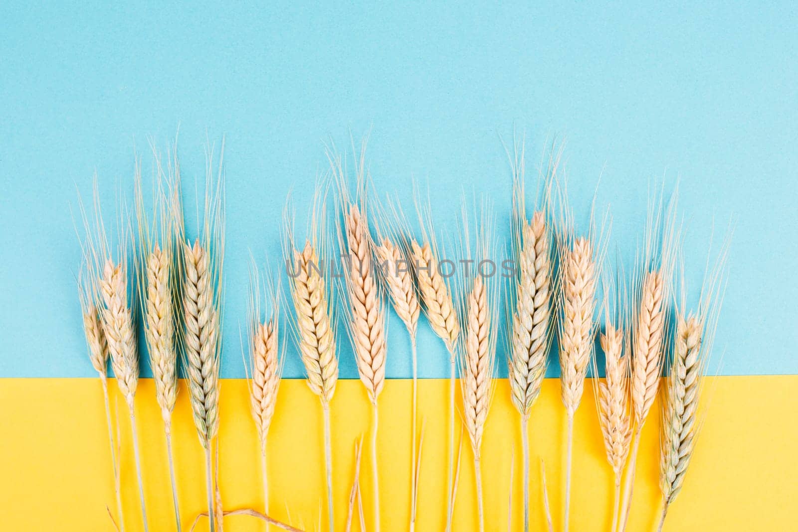 Wheat crop on a blue background, copy space for text, food harvest in the summer, golden straw