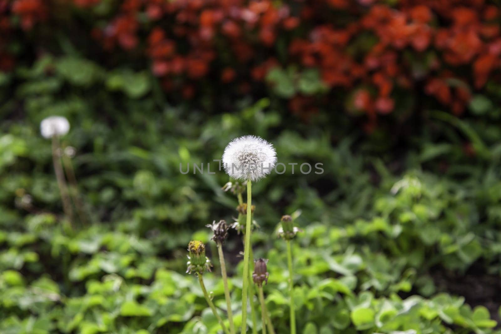 Detail of wild flower with seeds, nature and life
