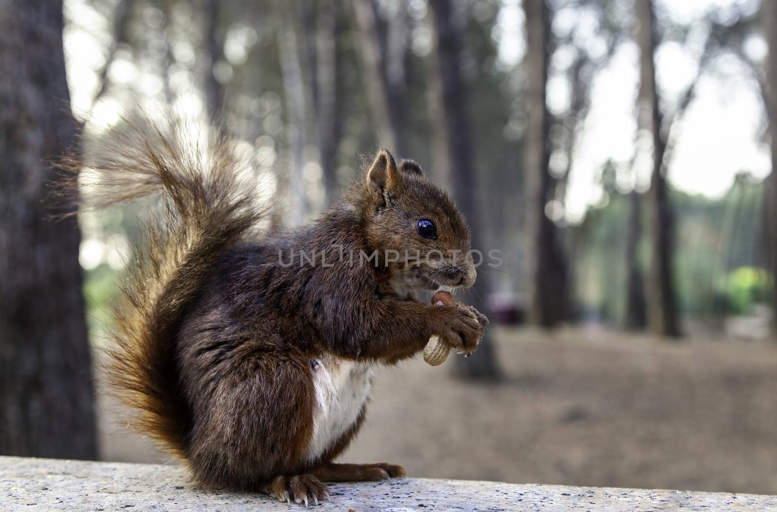Detail of wild animal in nature, animal feeding