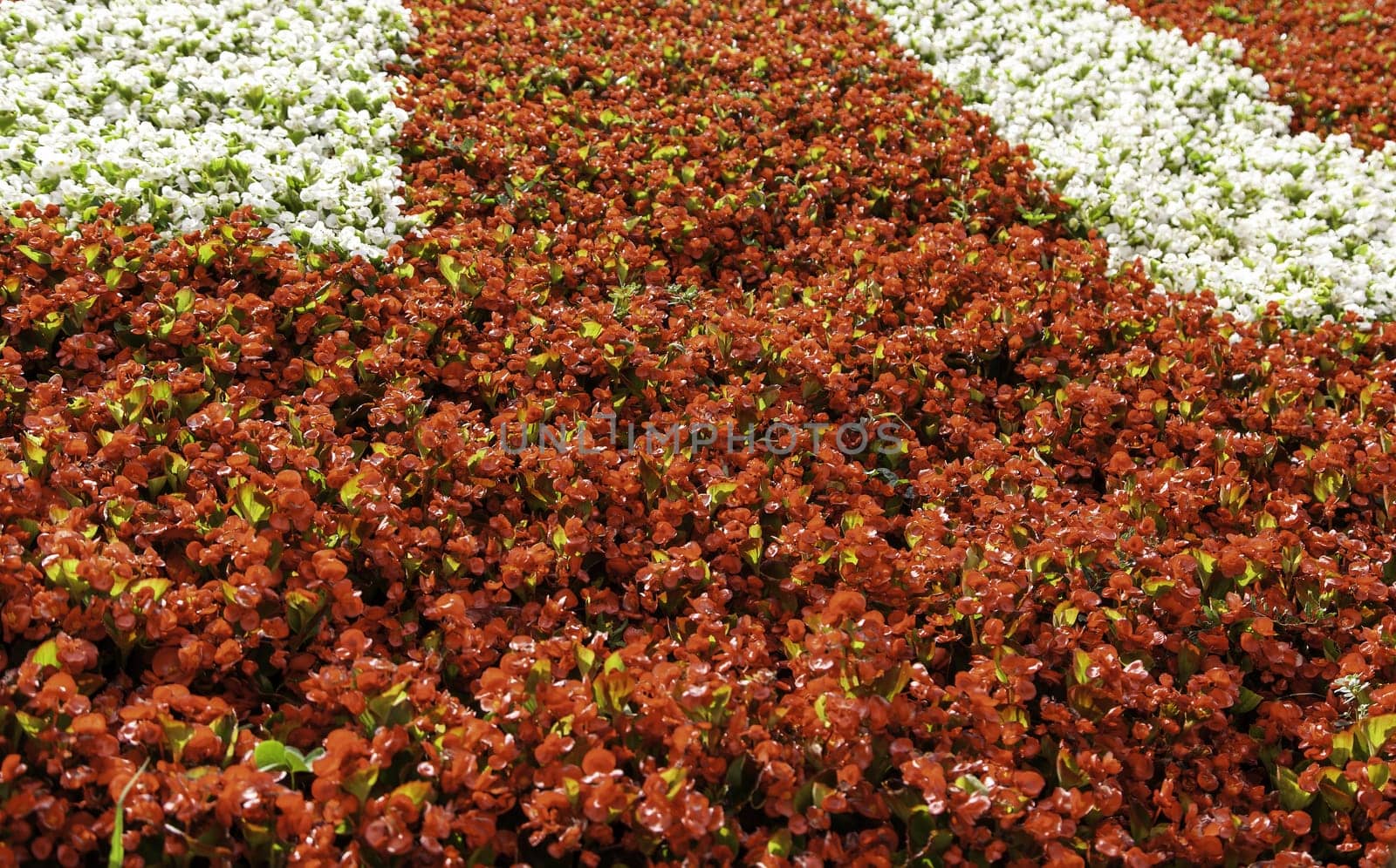 Detail of decoration with natural colored flowers