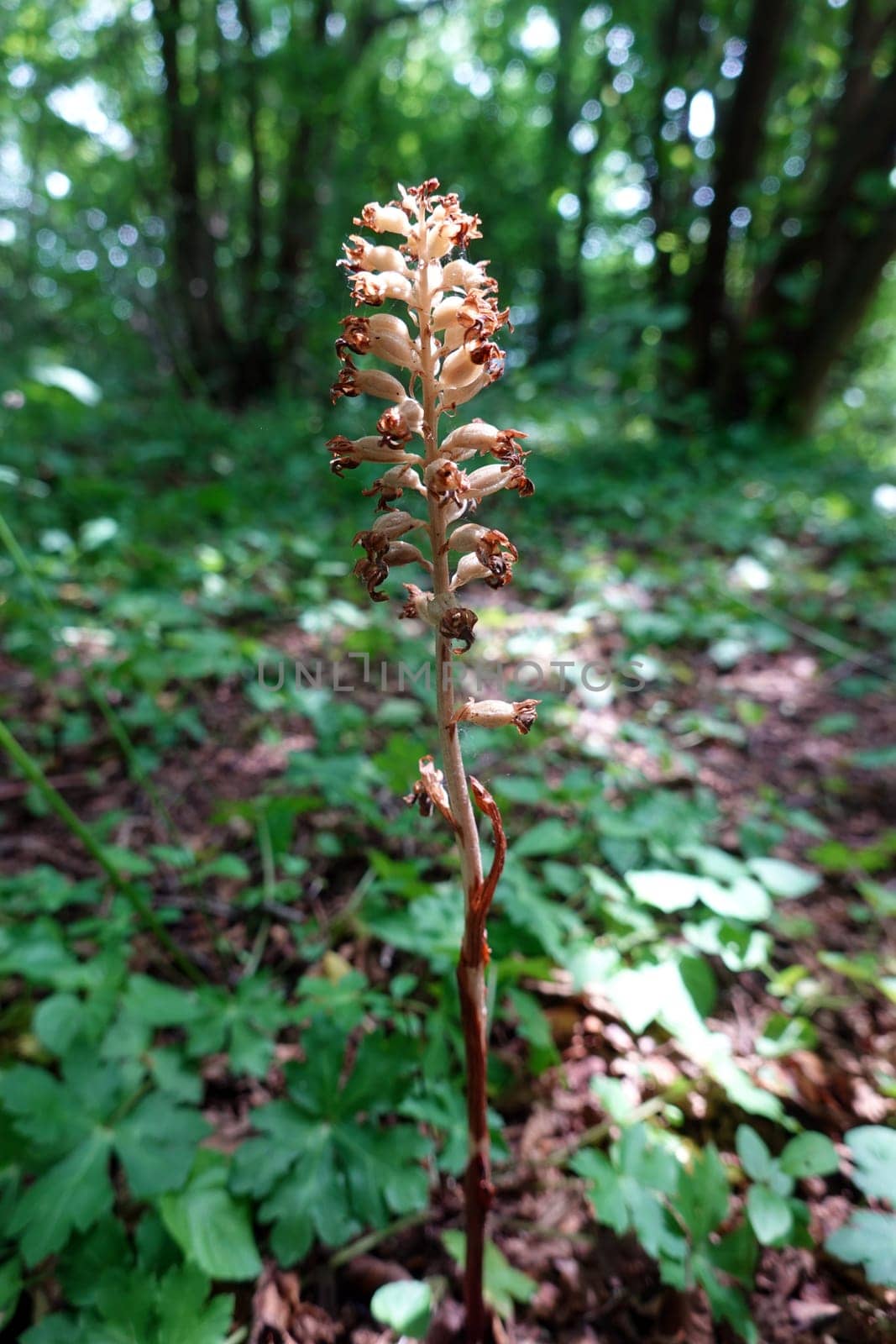 Vogel-Nestwurz (Neottia nidus-avis) - fruchtende Pflanze , Nordrhein-Westfalen, Deutschland, Bad Münstereifel