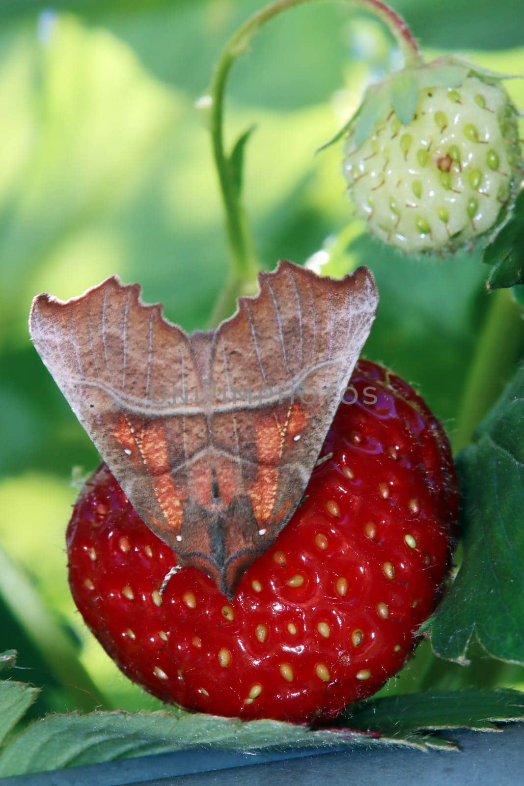 Zackeneule (Scoliopteryx libatrix), Zimteule, Krebssuppe auf einer Erdbeere