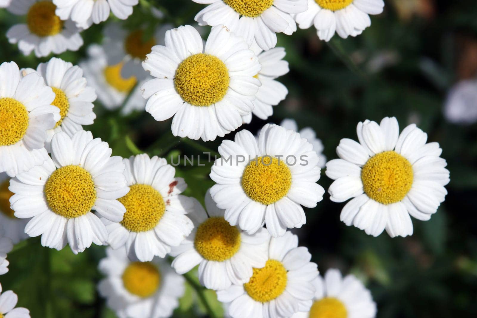 Mutterkraut (Tanacetum parthenium),Falsche Kamille, Zierkamille