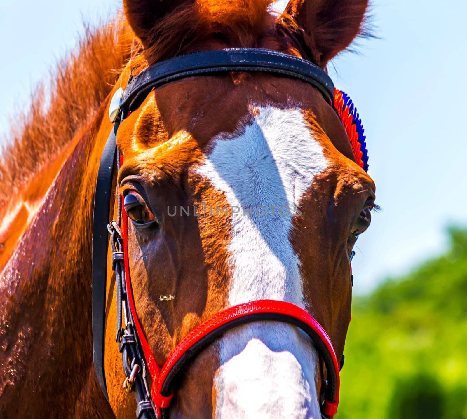 Portrait of a red close up stallion Sartang.