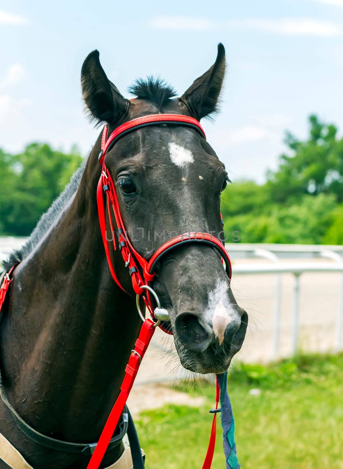 Portrait of akhal-teke stallion Sulak before horse race.