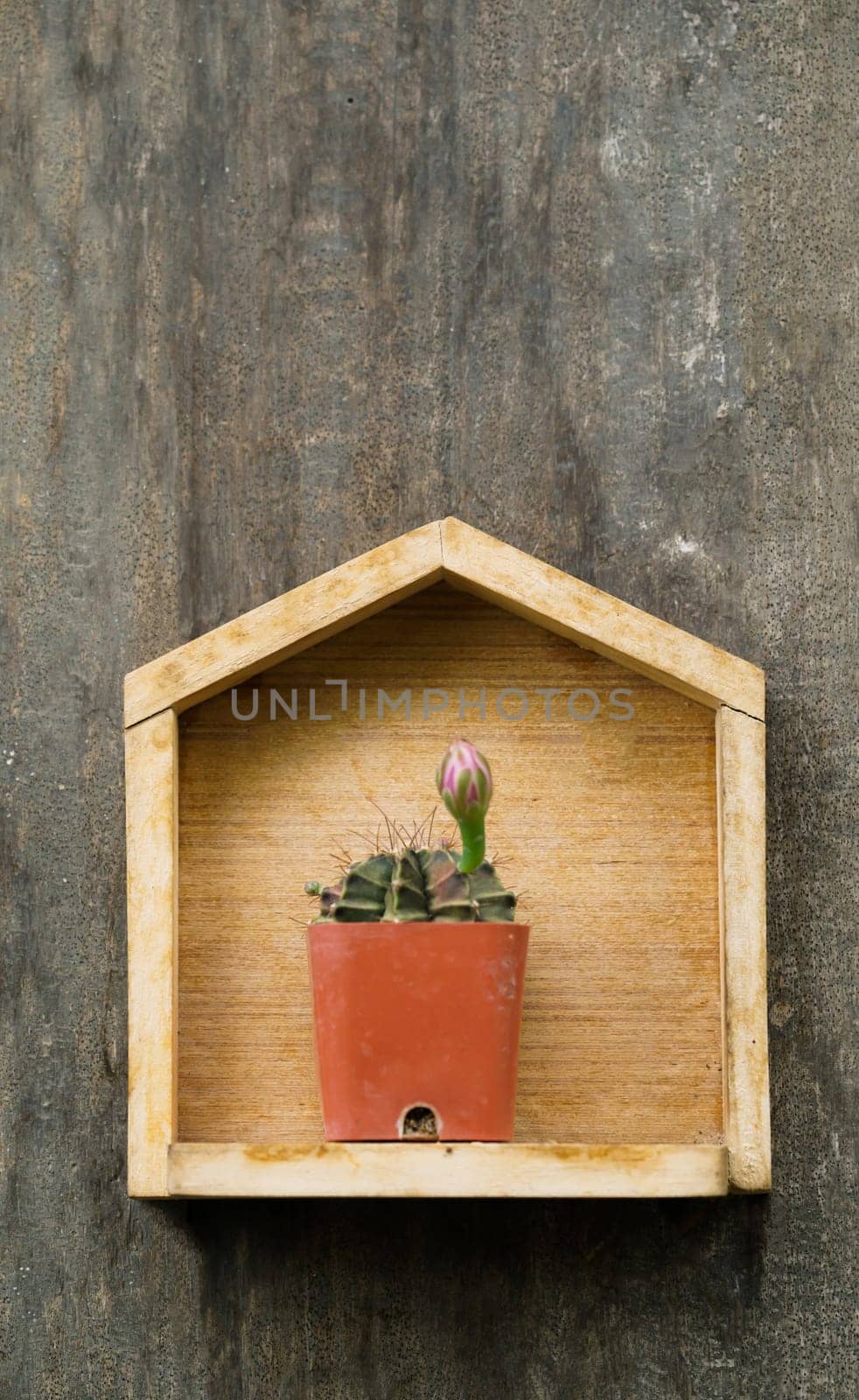 cactus in small pot on wood background