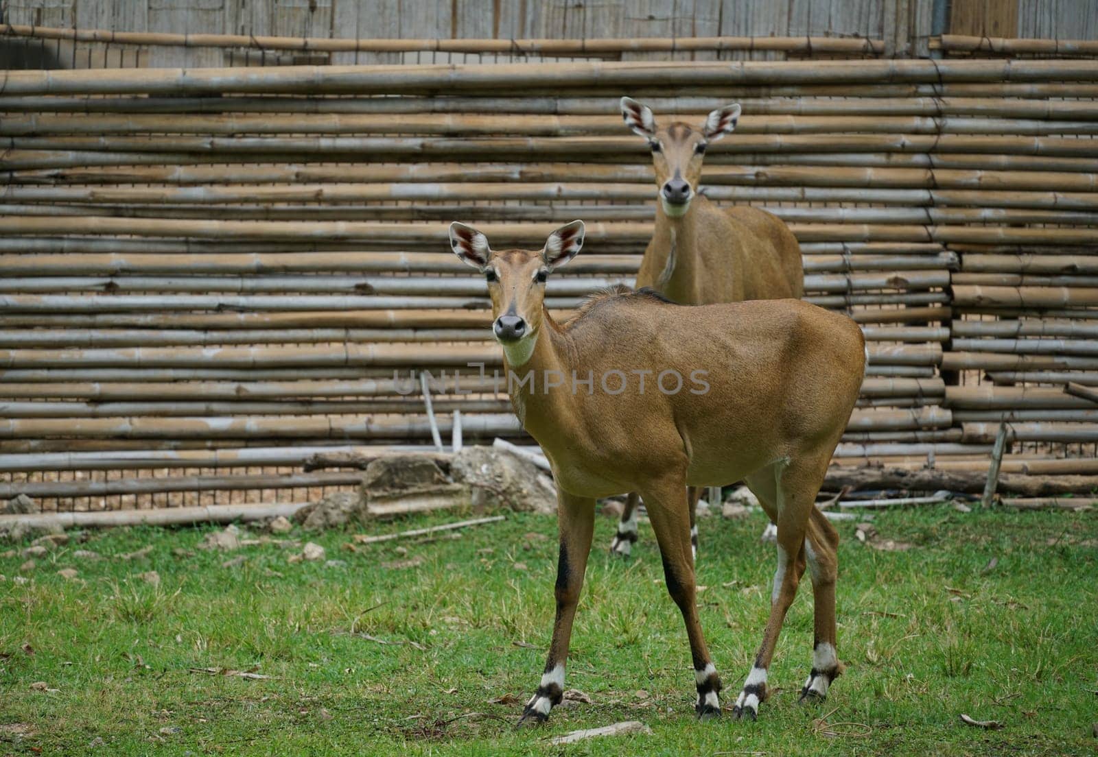 female nilgai standing at zoo