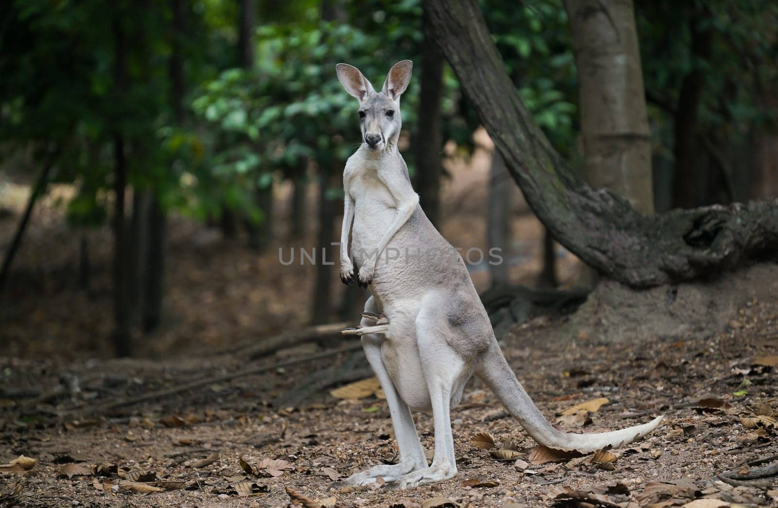 female kangaroo with joey in her pouch