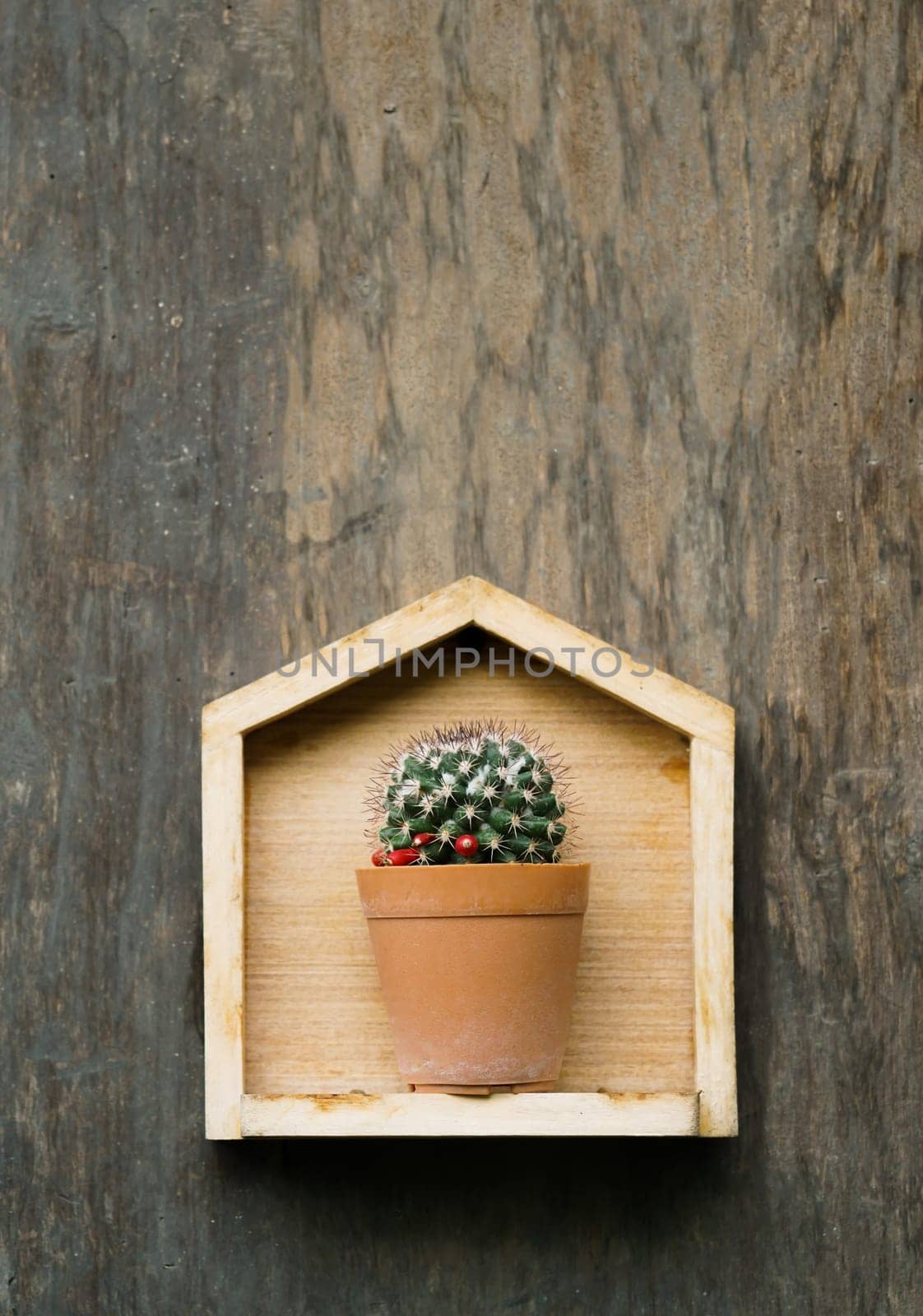 cactus in small pot on wood background